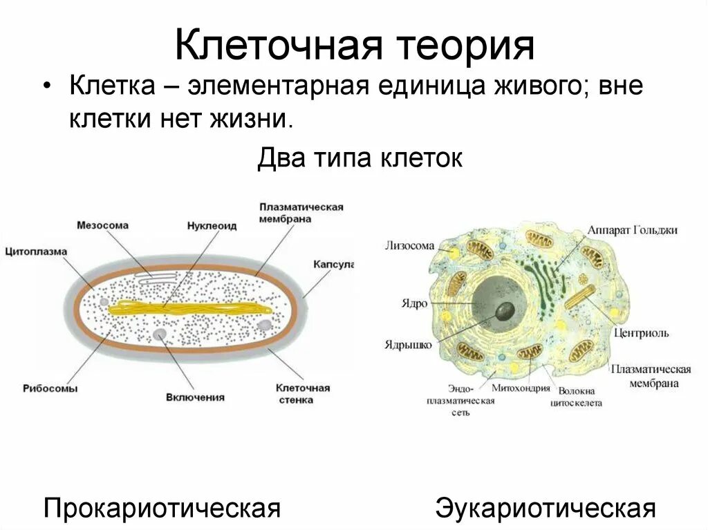 Значение живой клетки. Клеточная теория. Теория клетки. Клетка клеточная теория. Клетка элементарная единица.