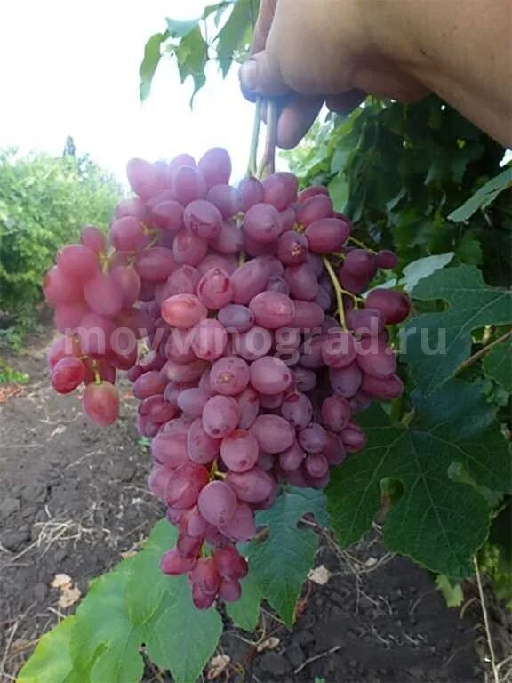 Виноград велдзе описание сорта. Виноград кишмиш велес. сорт винограда велес. сорт велес. виноград кишмиш велес описание.