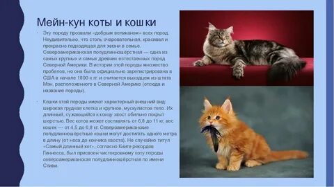 Плюсы и минусы пород кошек
