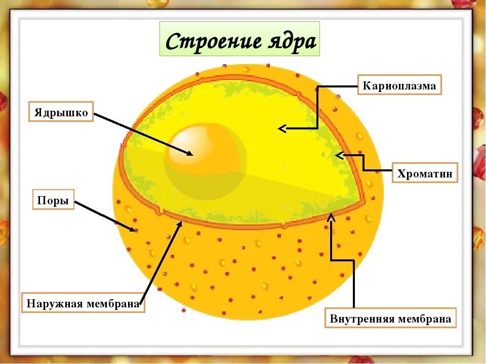 Ядро блока составили страны подписавшие. Схема строения ядра клетки. Схема ядра эукариотической клетки. Строение ядра клетки рисунок. Структура эукариотической клетки ядро ядрышко.