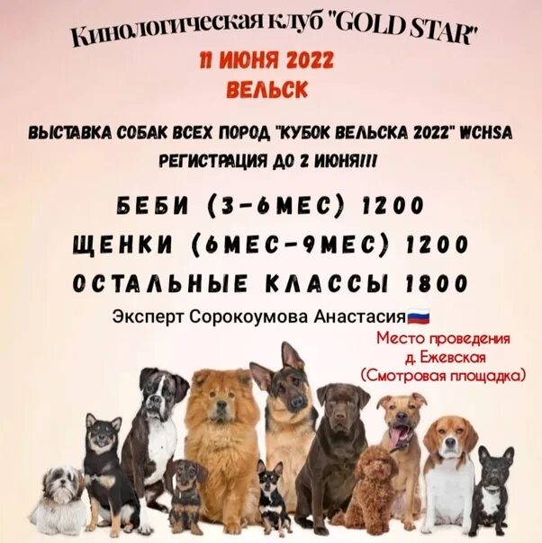 Выставка собак уфа 2024. Выставка собак Уфа. Плакат выставка собак. Шаблон объявления собаки на выставке. Выставка собак Пенза.