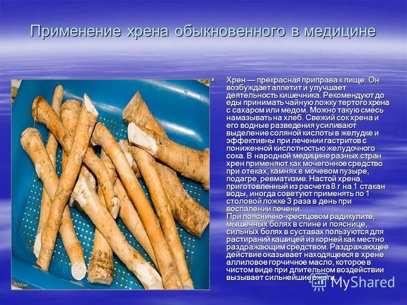 Чем полезен хрен. Чем полезен корень хрена для организма. Хрен- лекарственное растение. Чем полезен корень хрена для организма. Чем полезен корень хрена.