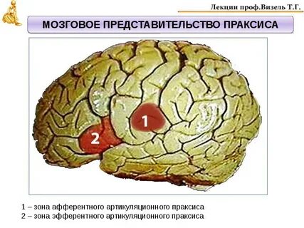 Нейропси