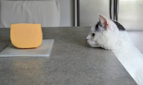 Почему кошкам нельзя сыр