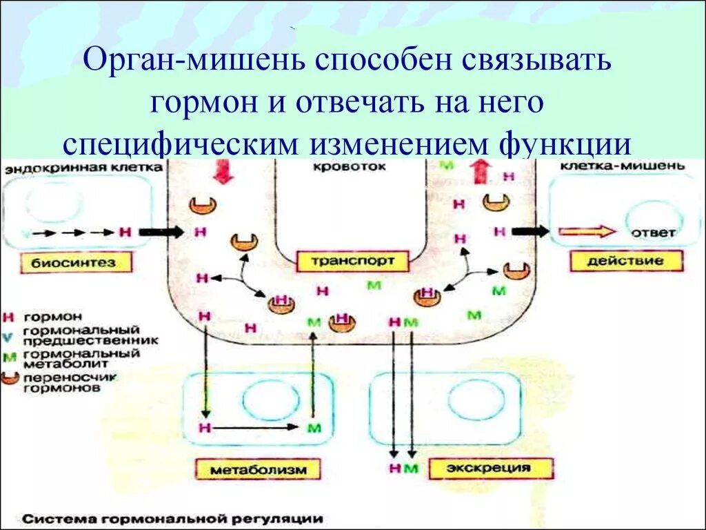 Специфическое действие гормонов заключается в том что. Клетки-мишени гормонов биохимия. Механизм действия белковых гормонов на клетки мишени. Биохимические механизмы действия гормонов на клетки-мишени.. Механизм воздействия гормонов на клетки мишени.