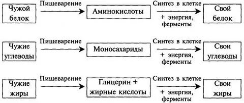 Превращения углеводов в организме человека