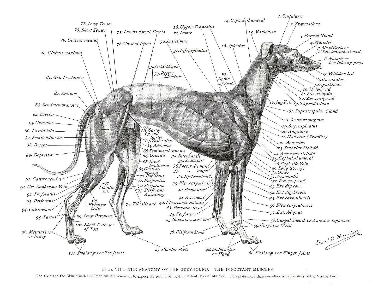 Сухожилие животных. Строение задних конечностей собаки. Анатомия мышц задних конечностей собаки. Анатомия задней лапы собаки. Строение скелета передних конечностей собаки.