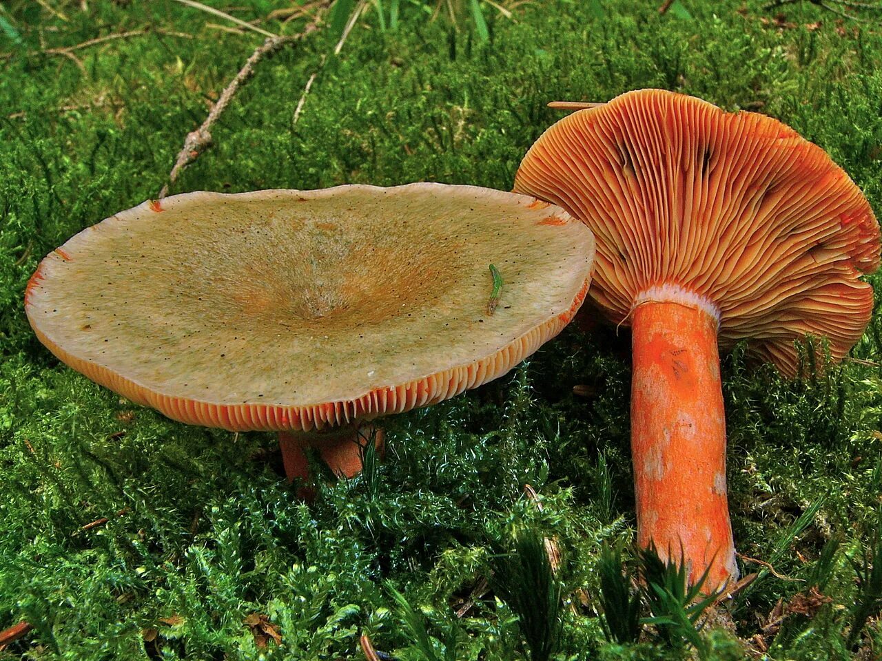 Цвет рыжиков. Рыжик Сосновый/Боровой (Lactarius deliciosus);. Млечник Рыжик гриб. Млечник еловый. Гриб Рыжик еловый.