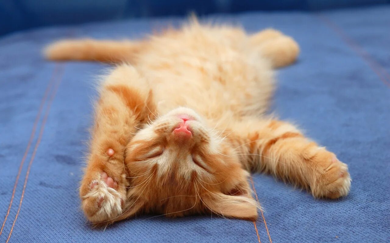 Кошка лежит. Счастливый кот. Котенок лежит. Кошка лежит на ковре. Спящие котята.