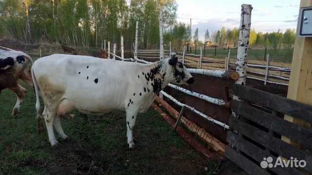 Барабинск коровы. Новосибирский корова. Коровы на авито. Авито коровы Смоленская область. Купить корову брянская область свежие