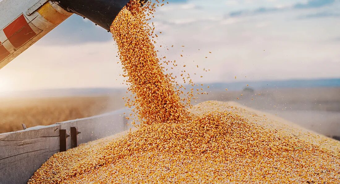 Экспорт зерна. Обмолот пшеницы. Погрузка зерна. Экспорт зерновых.