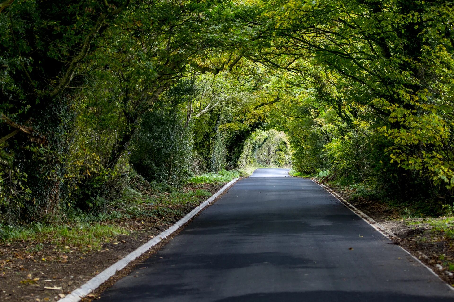 Дорога в лесу. Фон дорога. Дорога тропинка. Зеленый лес и дорога. Узкий участок дороги