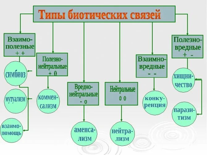 Биотические взаимодействия сколько групп. Типо биотический взаимоотношений. Типы биотических взаимоотношений. Типы отношений между организмами. Виды биотических взаимоотн.