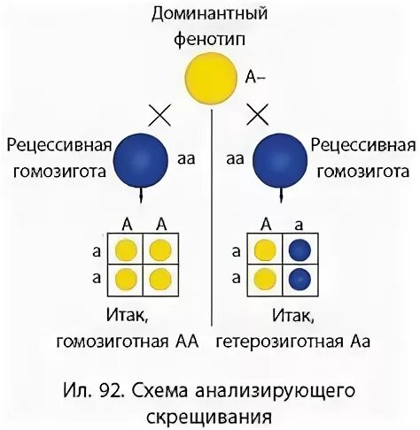 Гомозиготная особь с рецессивным признаком. Независимое наследование признаков. Скрещивание доминантной и рецессивной гомозиготы. Схема скрещивания: р: АА Х АА. Генетична схема схрещювання.