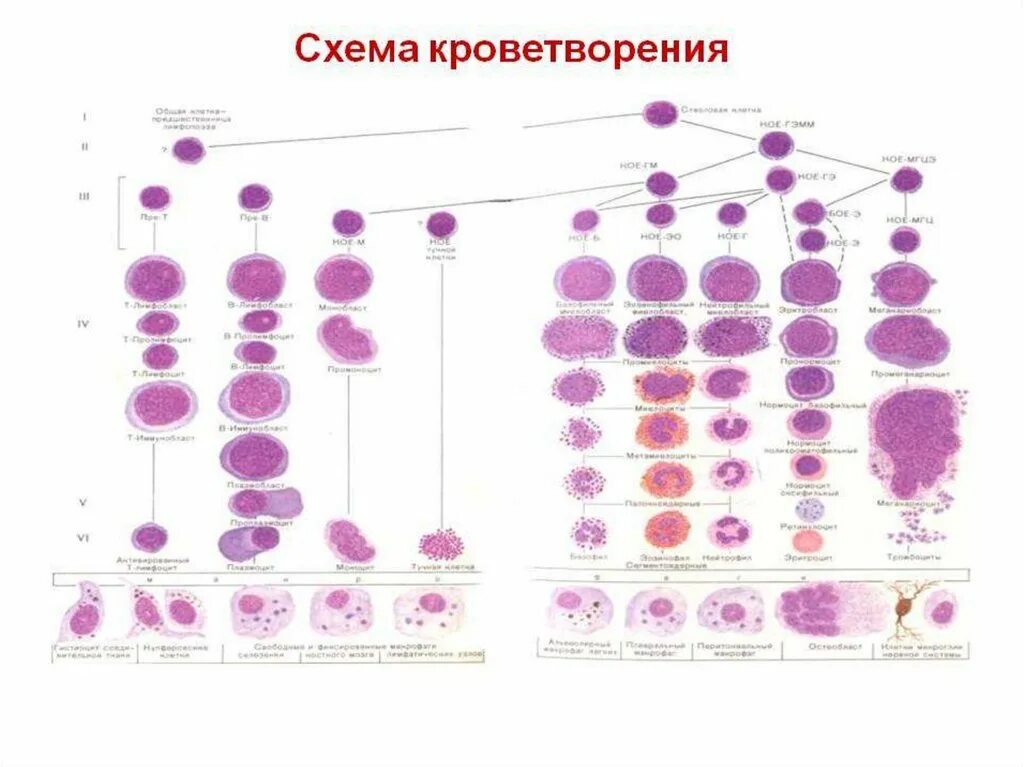 Современная схема кроветворения эритропоэз. Схема кроветворения гистология. Схема кроветворения человека гистология. Схема постэмбрионального гемопоэза.