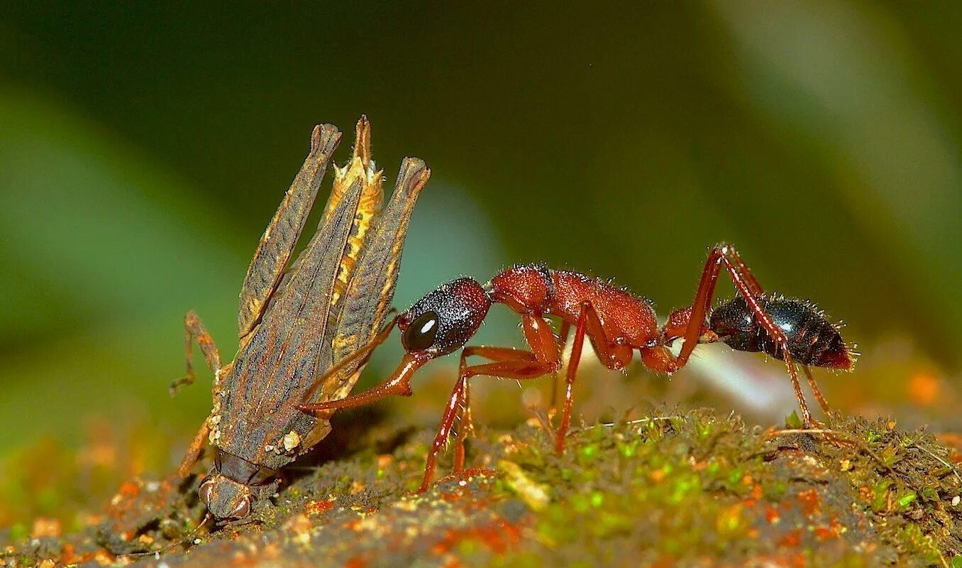 Угрожающие позы. Животноводство в фермерском хозяйстве степанов белкин. Рабочие особи. Муравьи ткачи гнездо. Старинная книга разведение животных.