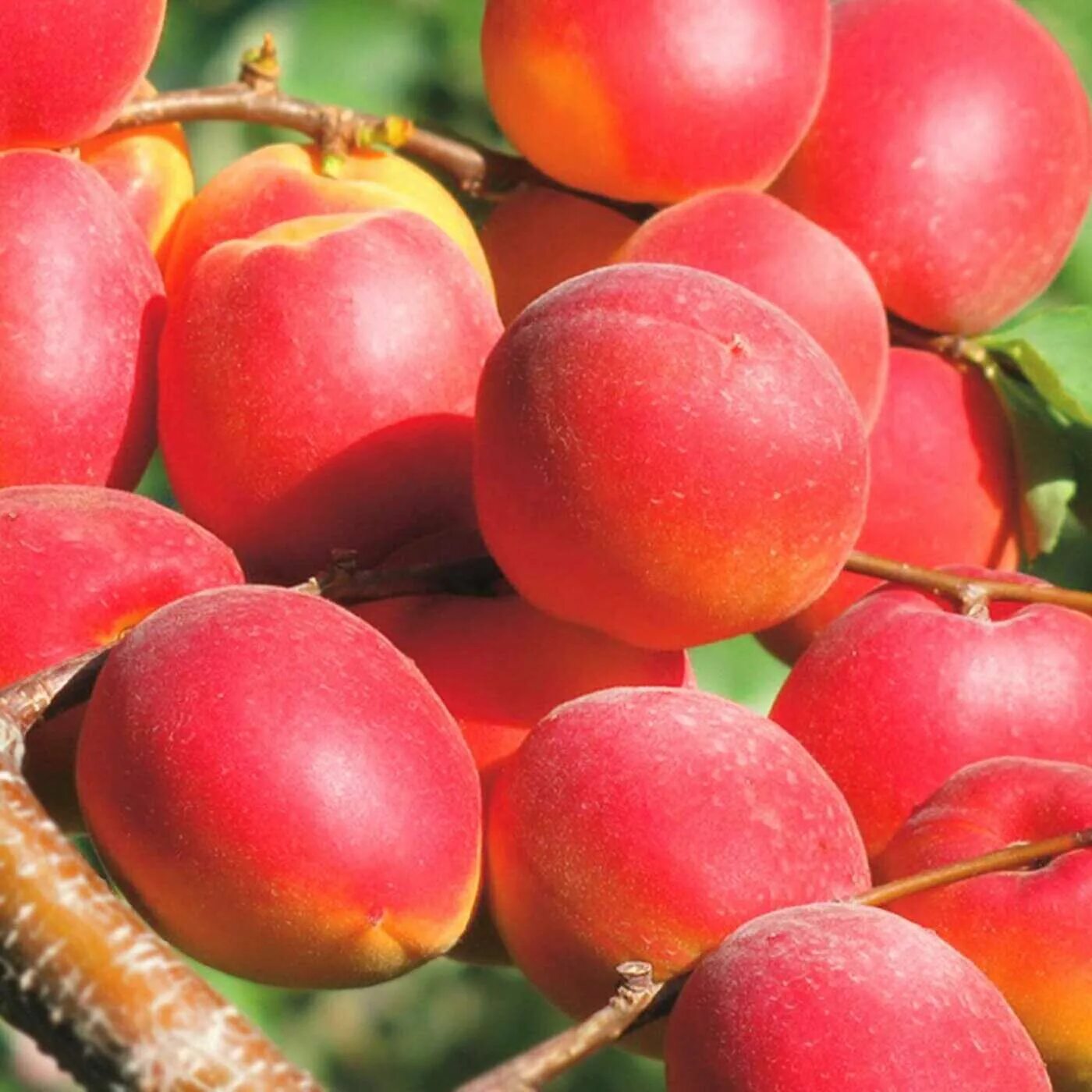 Сорт абрикоса рубин. Абрикос северное сияние цветение. Абрикос сорт саратовский рубин. Абрикос саратовский. Абрикос крымский амур.