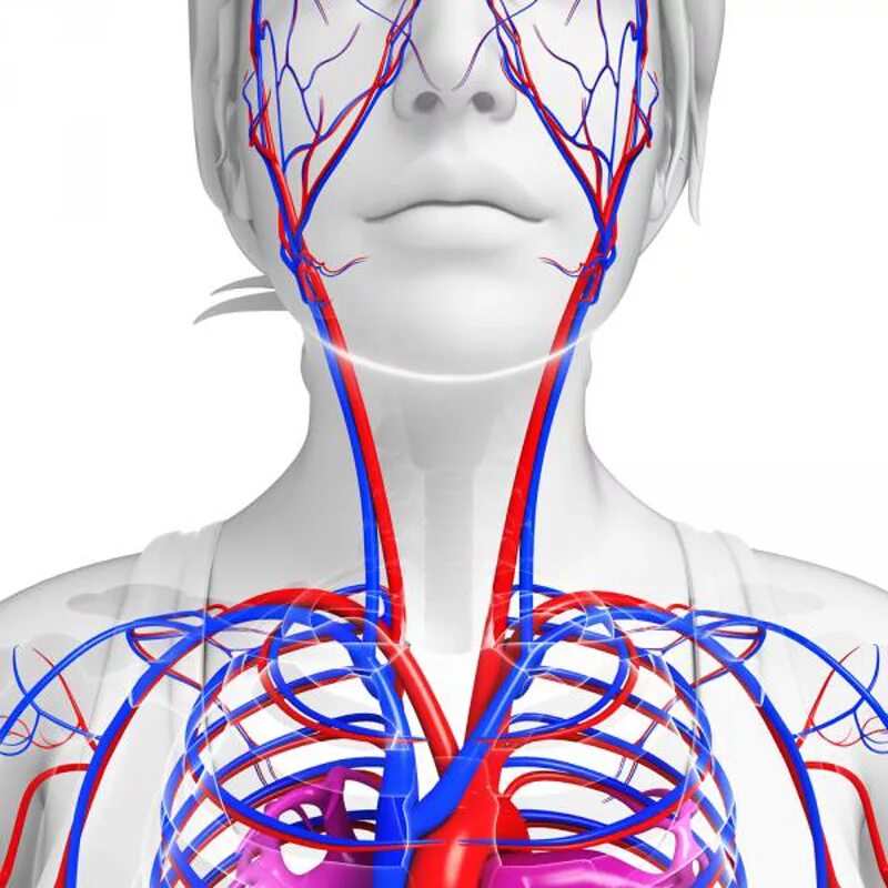 Сосуды оздоровление. Кровеносные сосуды головы. Кровоснабжение головы. Сосуды головы и шеи. Кровеносные сосуды шеи.