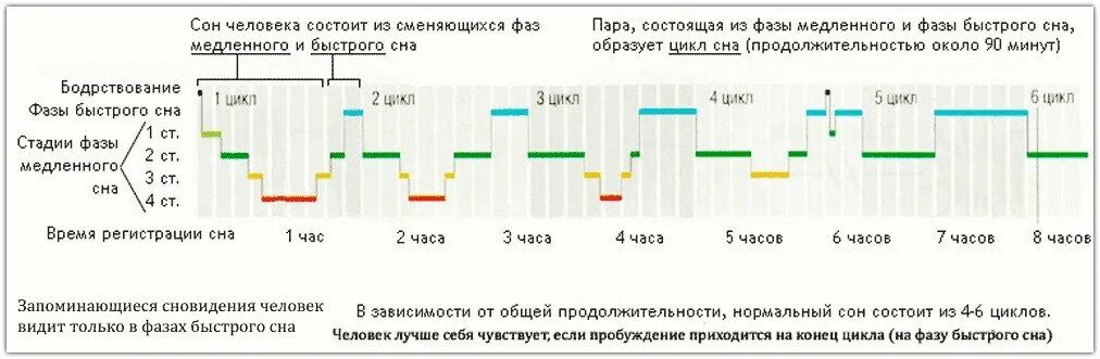 Сколько длится цикл. Циклы и фазы сна. Нормальные фазы сна. Фазы быстрого и медленного сна таблица. Сколько часов длится фаза сна.