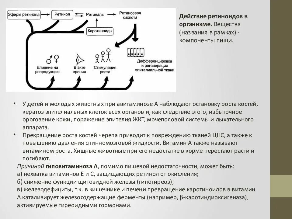 Действие ретинола. Ретинол механизм действия. Формы ретинола. Действие ретинола. Антиксерофтальмический витамин.