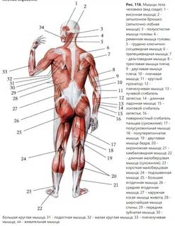 Легенды о мышцах
