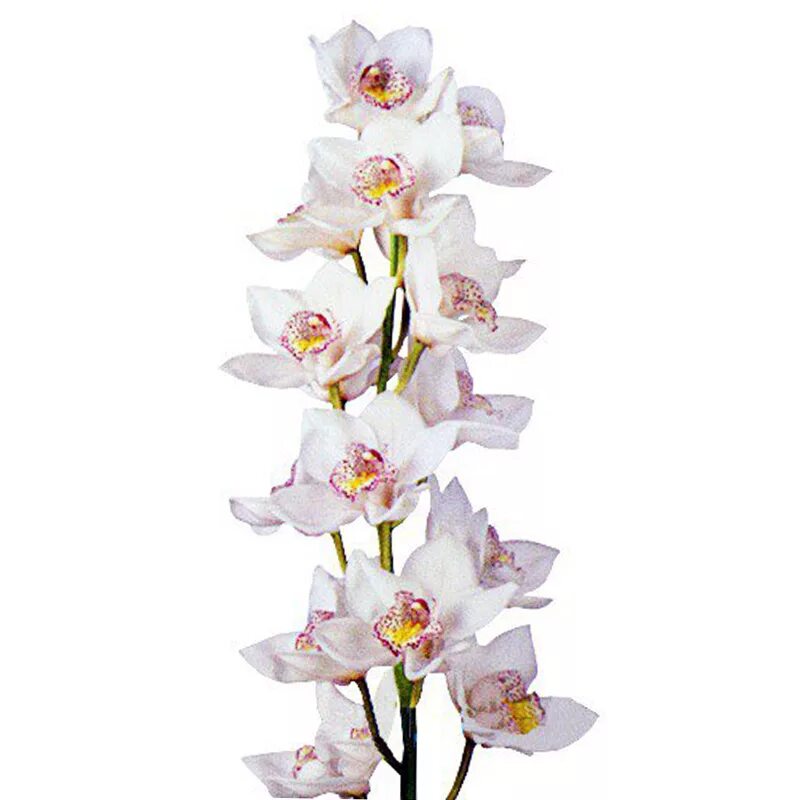 Орхидея Цимбидиум. Орхидея Цимбидиум белая. Орхидея Цимбидиум срезка. Орхидея Цимбидиум ветка.
