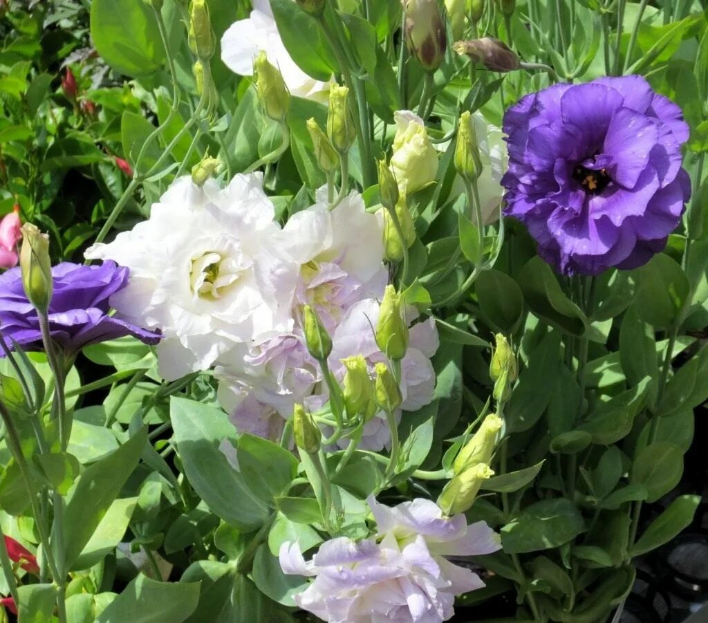 Эустома садовая многолетняя. Эустома высокорослая. Эустома purple picotee. Лизиантус рассела. Эустома парпл пикоти.