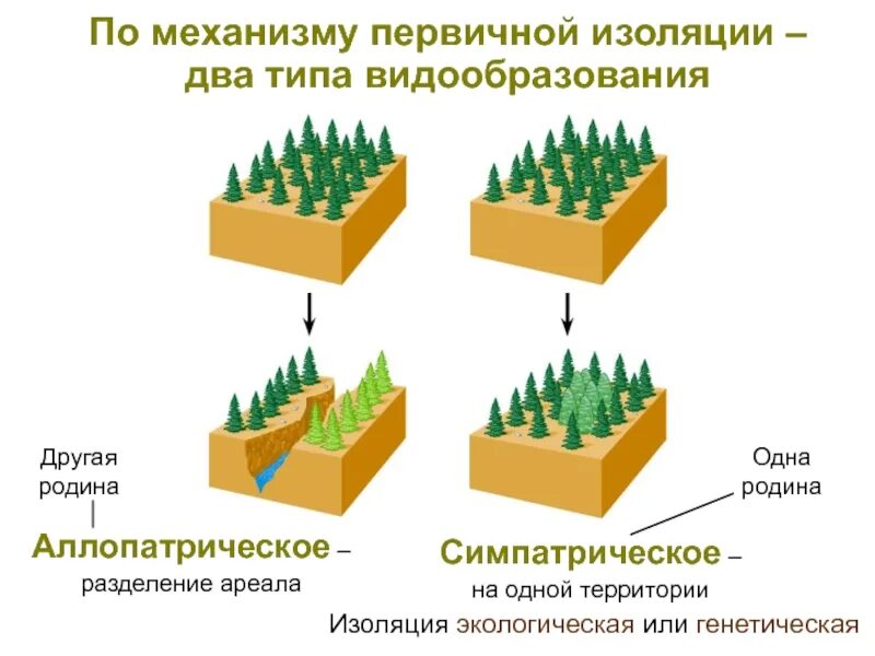 Факторы эволюции изоляция примеры. Типы изоляции в биологии. Изоляция популяций. Изоляция эволюционный фактор. Возникновение экологической изоляции