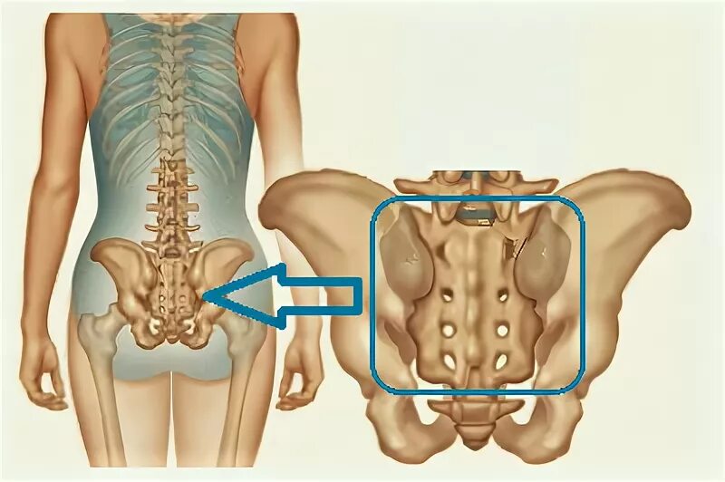 Крестец позвоночника. Кобчик человека анатомия. Боль в крестцовом отделе позвоночника. Крестец и копчик анатомия. Где крестец у человека.