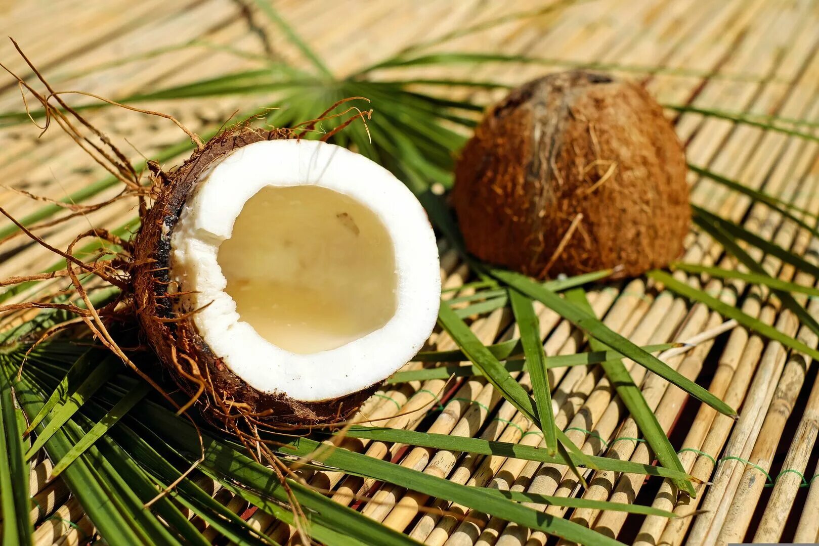 Coco de wit. Кокос на бали. коконат кокос. кокосовая пальма (cocos nucifera). кокосовые орешки.