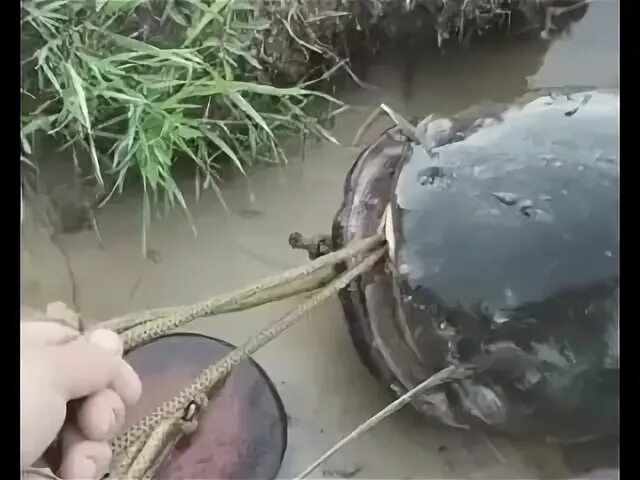 Вы сошли с ума отпустить сома. Вы сошли с ума отпустить сома