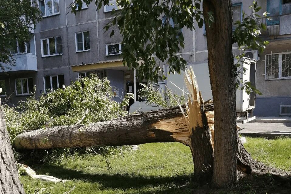 Тополь Новосибирск. Сломанное дерево. Упавшее дерево в городе. Сломанное дерево в городе.