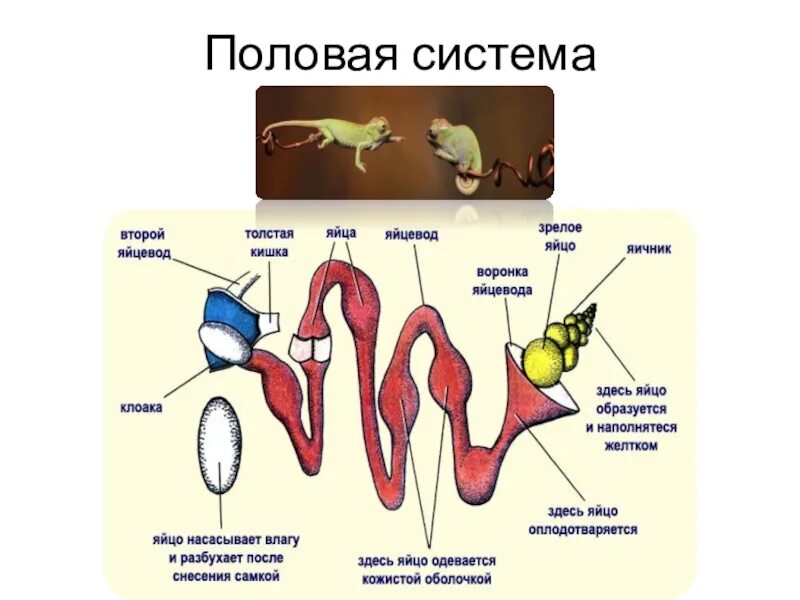 Биология 9 класс анатомия человека. Органы репродукции биология 9 класс. Функции репродуктивной системы. Половая система и размножение рептилий. Репродуктивная система человека строение.