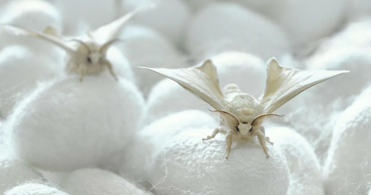 Тутовый шелкопряд шелк. Венесуэльский пудельный мотылек. Шелк насекомое. Шелк насекомое. Тутовый шелкопряд (bombyx mori).