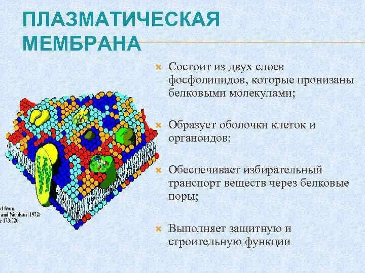 Плазматическая мембрана состоит из. Плазматическая мембрана состоит из двойного слоя фосфолипидов. Строение плазматической мембраны. Мембрана состоит из двух слоев фосфолипидов.