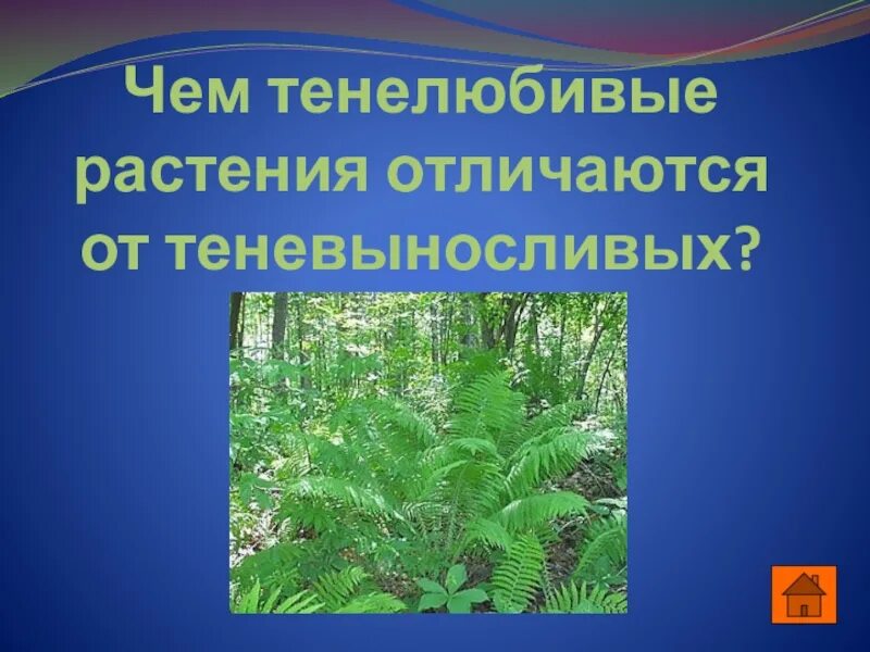 Тенелюбивые растения доклад. Светолюбивые и тенелюбивые. Тенелюбивые растения сообщение. Светолюбивые и тенелюбивые. Лист тенелюбивого растения.