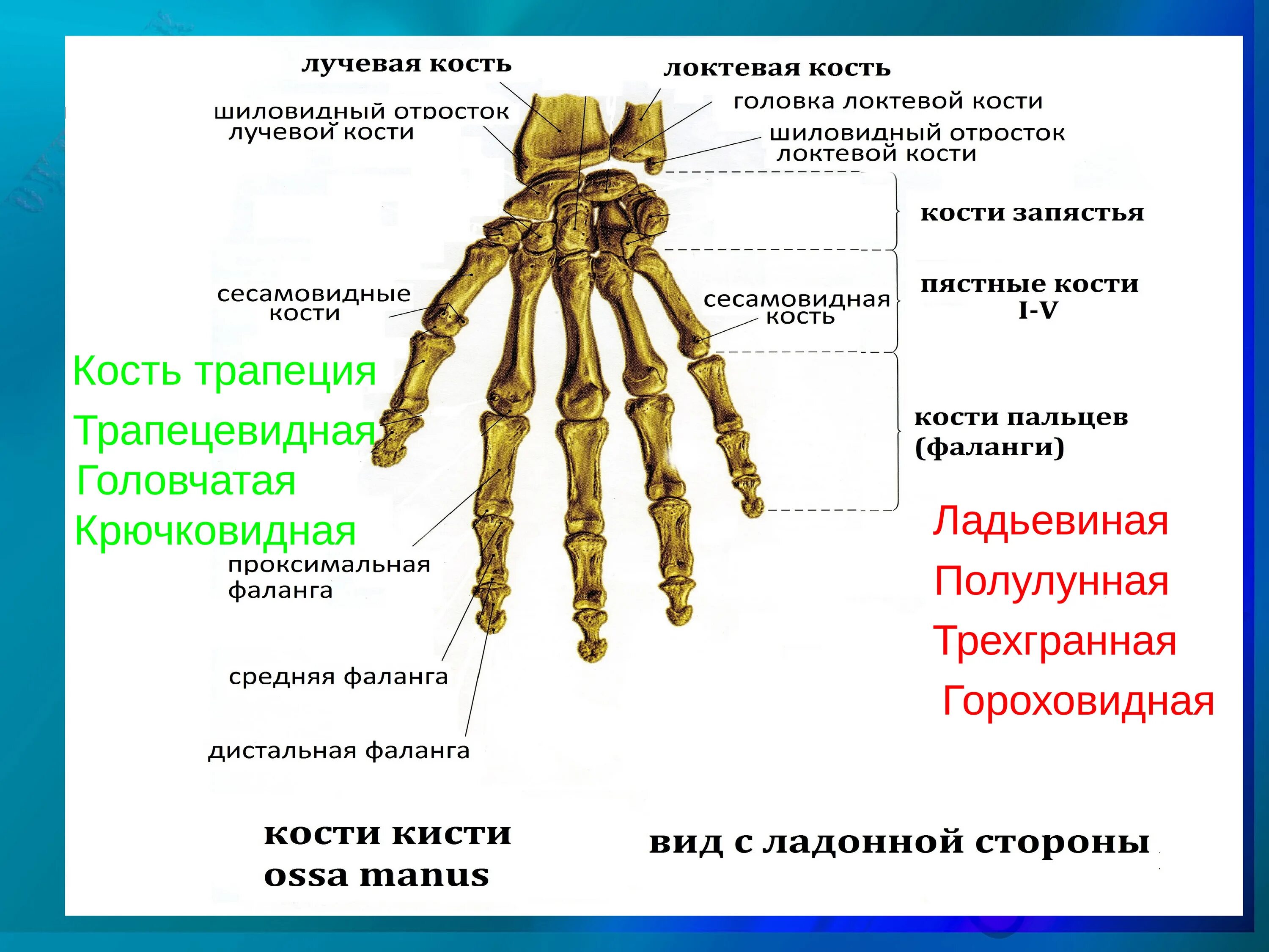 Шиловидный отросток доктевой кисти. Лучевая кость шиловидный отросток. Шиловидный отросток лучевой кости анатомия. Шиловидный отросток лучевой кости кисти. Болят лучевые кости почему