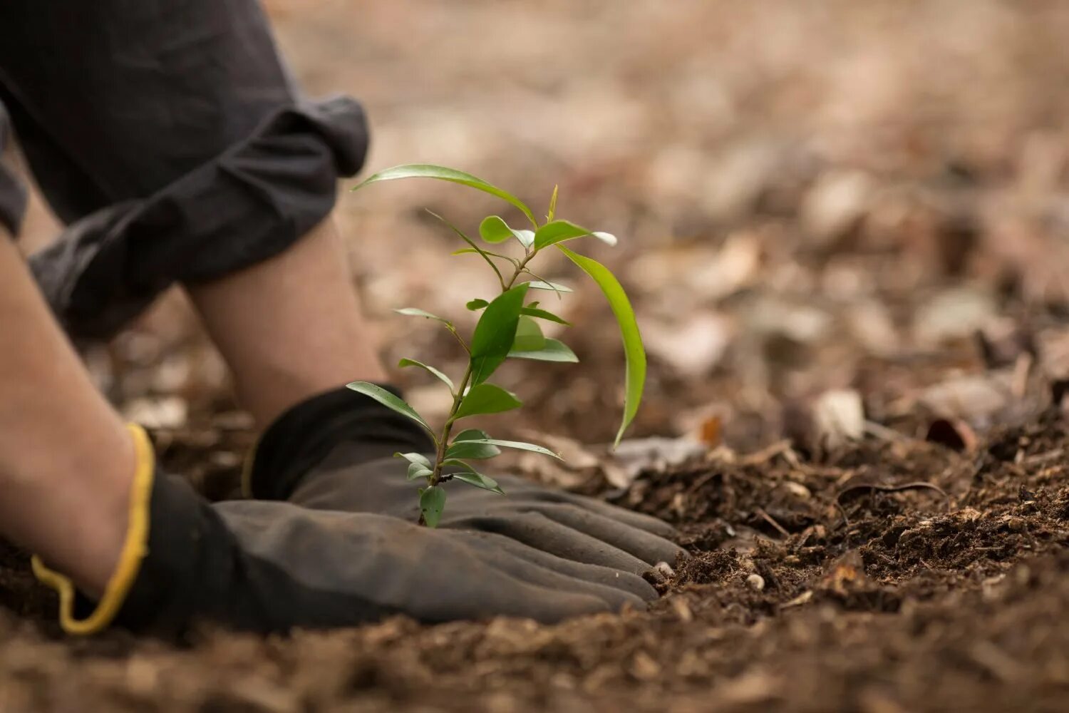 Как растет саженец. Проволочник теплица Sapling. Сажать саженцы. Посадка деревьев. Саженцы деревьев.