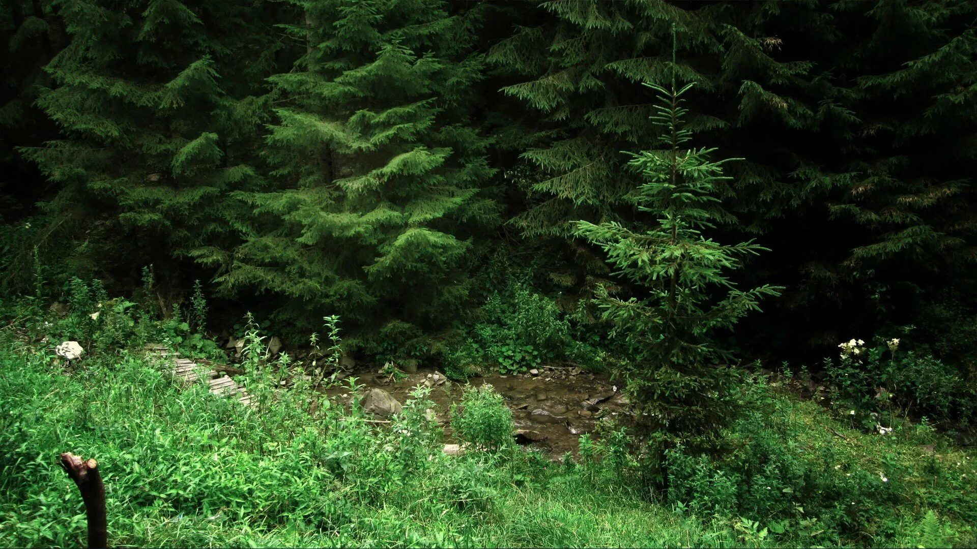 Полянка в лесу. Тайга карелия бурелом. Летний лес. Сибирская тайга бурелом. Сосновый бор в ясной поляне.