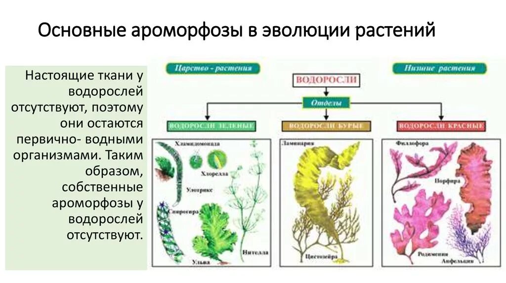 Какова роль человека в эволюции растительного. Схема отделов водорослей. Эволюция растений водорослей таблица. Схема водорослей по биологии. Царства растений высшие растения низшие растения.