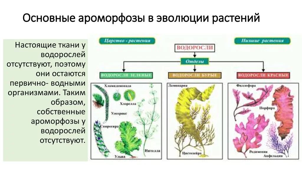Картинки РАЗМНОЖЕНИЕ ОРГАНИЗМОВ 9 КЛАСС КРАТКО