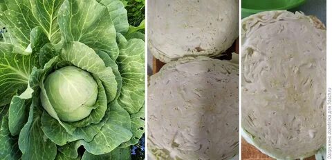 Какой сорт капусты лучше для засолки