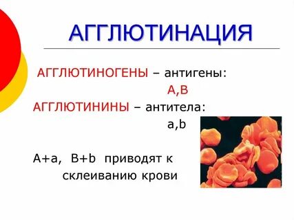 Агглютиногены и агглютинины