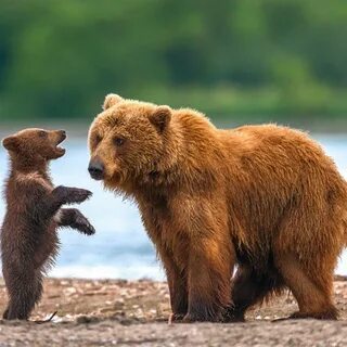 Бурые медведи мир животных