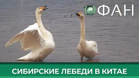 Лебедь китай отзывы