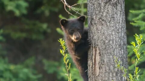 Bear Cub - Bing Wallpaper Download.