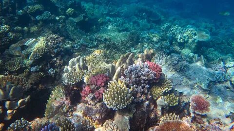 Australia's Great Barrier Reef showed the largest amount of coral ...