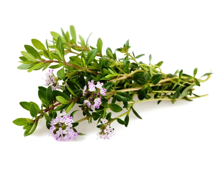 Как выглядит растение чабрец Купить Тимьян ползучий Thymus serpyllum в питомнике Флорини