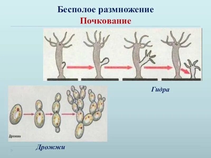 Деление лежащие в основе бесполого размножения. Почкование гидры это бесполое размножение. Бесполое размножение гидры почкование рисунок. Размножение гидры почкование. Организмы бесполого размножения почкование.