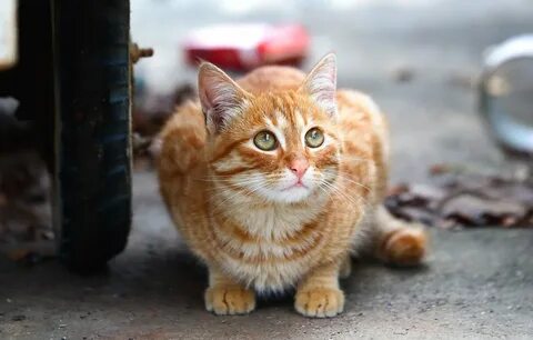 Домашний кот на улице